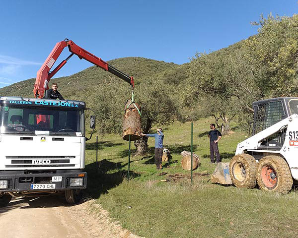 Plantación y Trasplante de Árboles en Sevilla | RenovaOlivo